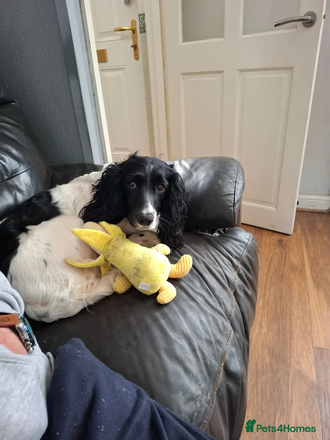 Mixed Breed dogs for sale: Sprockerpoo puppys for sale - Advert 18