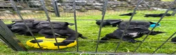 Patterdale Terrier dogs for sale: Patterdale Terrier Puppies - Advert 3