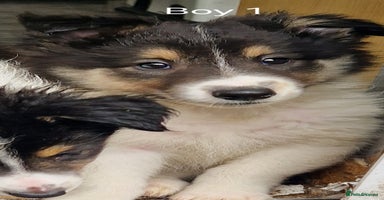 Mixed Breed dogs - Advert 4