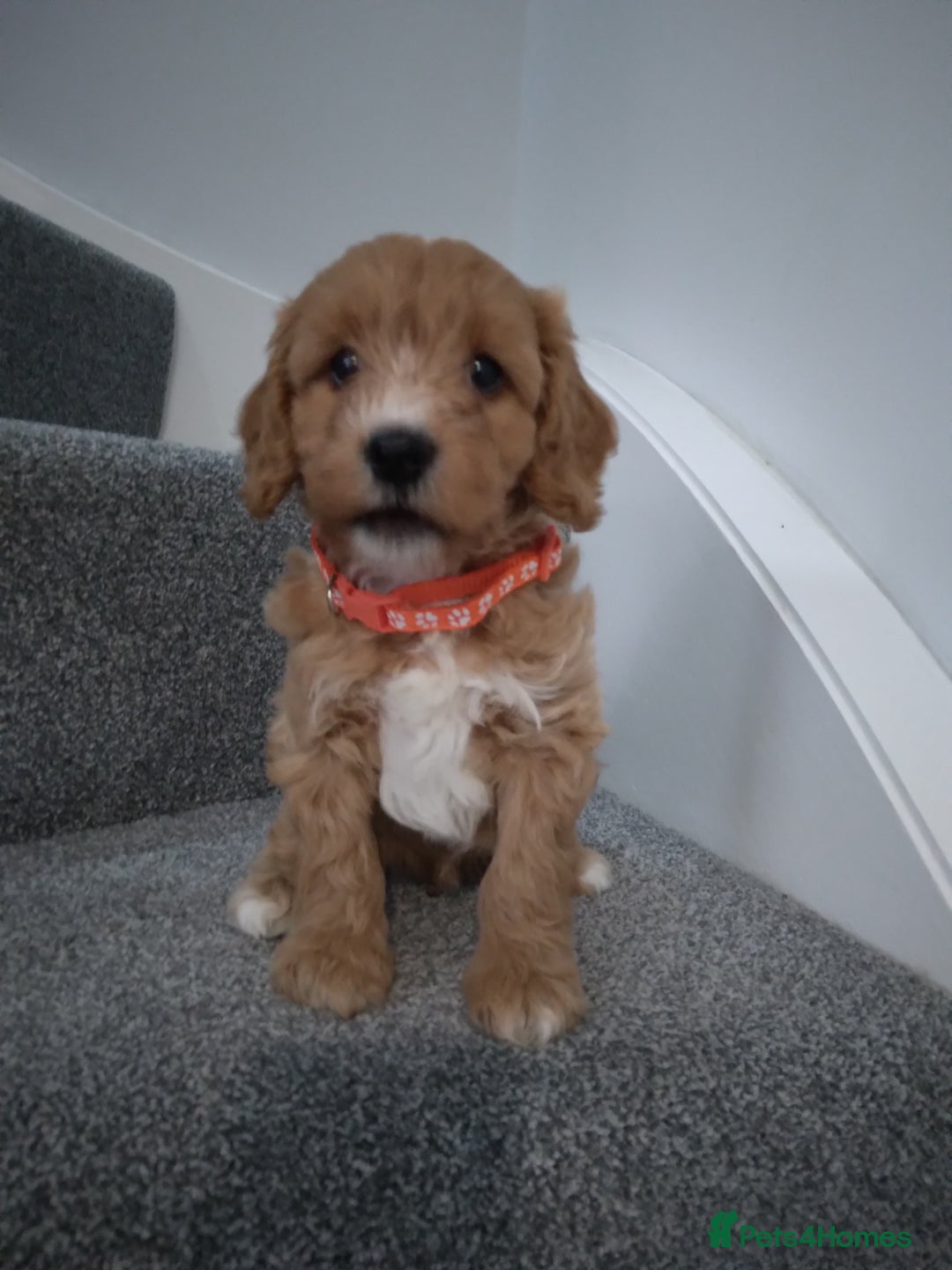 Cockapoo dogs for sale: F1 Cockapoo pups 🐾 - Image 7