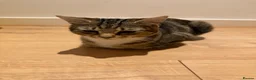 Mixed Breed cats for sale: Tabby cat temu - Advert 2