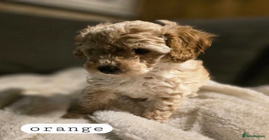 Toy Poodle dogs - Advert 10
