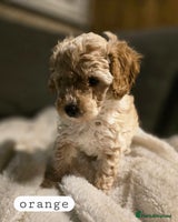 Toy Poodle dogs - Advert 10