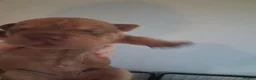 Shar Pei dogs for sale: Adorble shar pei puppts in Dagenham - Advert 8
