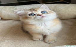 British Shorthair cats for sale: GCCF reg British Shorthair Chocolate Gold Kittens  in London - Image 33