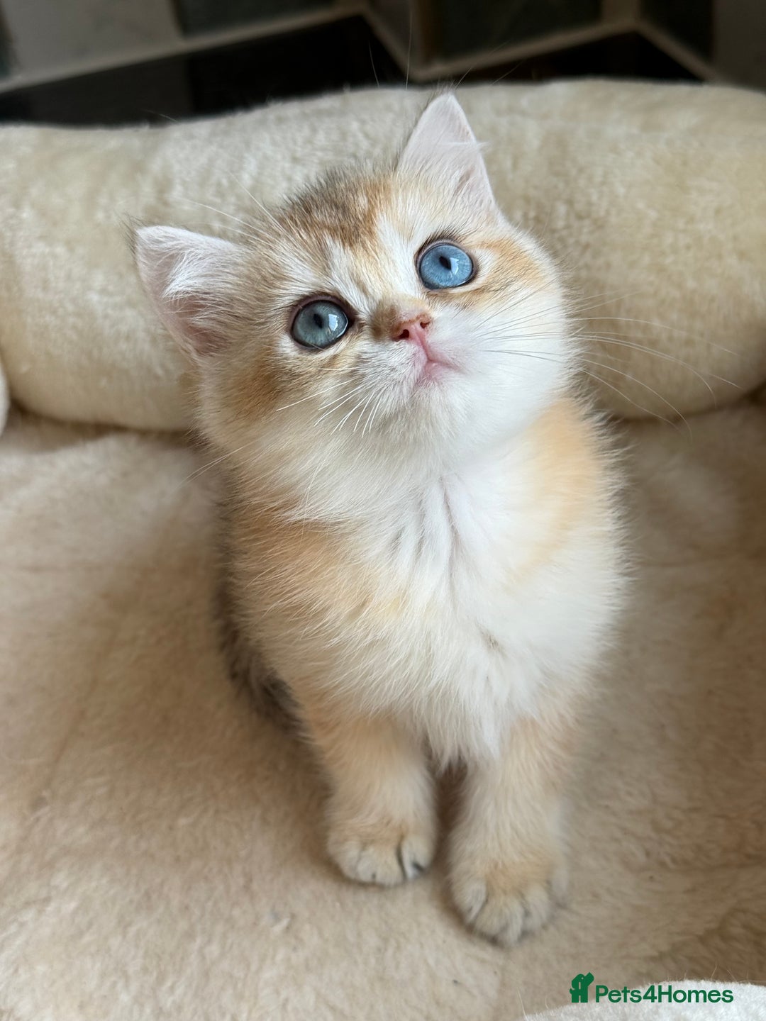 British Shorthair cats for sale: GCCF reg British Shorthair Chocolate Gold Kittens  in London - Image 33
