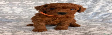 Toy Poodle 4