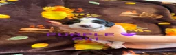 Cocker Spaniel dogs for sale: Gorgeous Cocker Spaniel Puppies - Advert 6