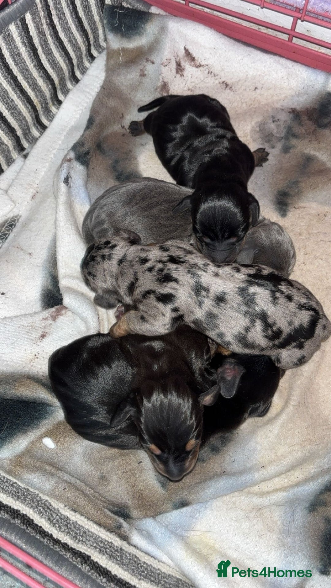 Miniature Dachshund dogs for sale: Outstanding Quality True miniature dachshunds - Advert 9