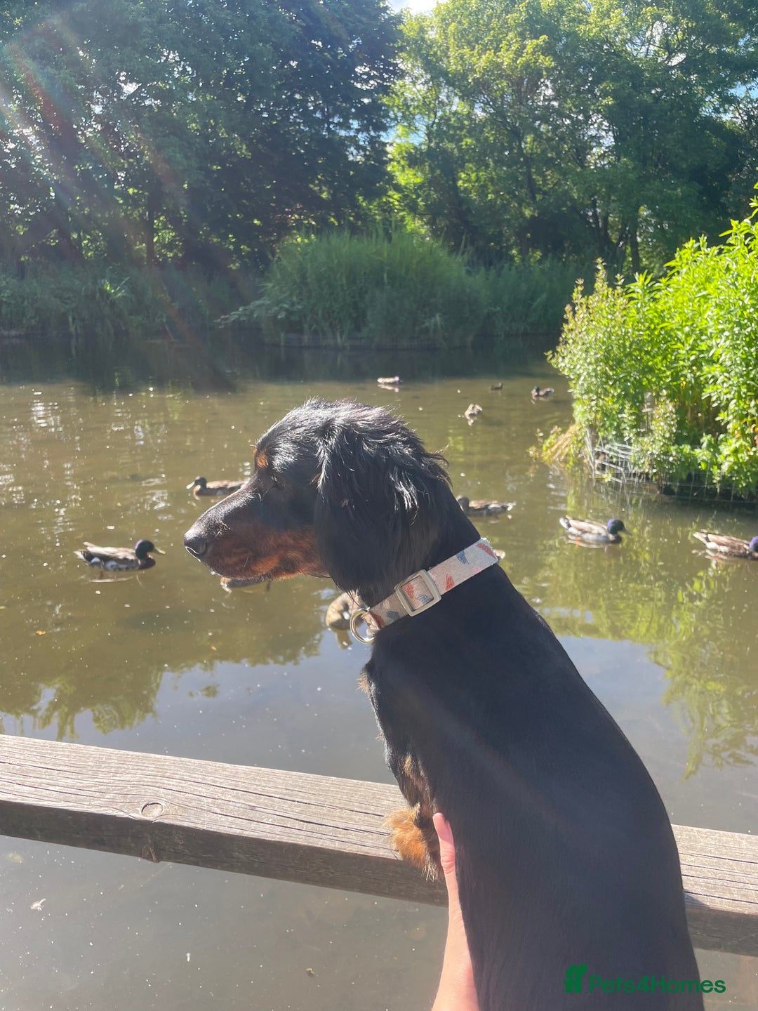 Dachshund dogs for sale: Three year-old male dachshund  - Image 2