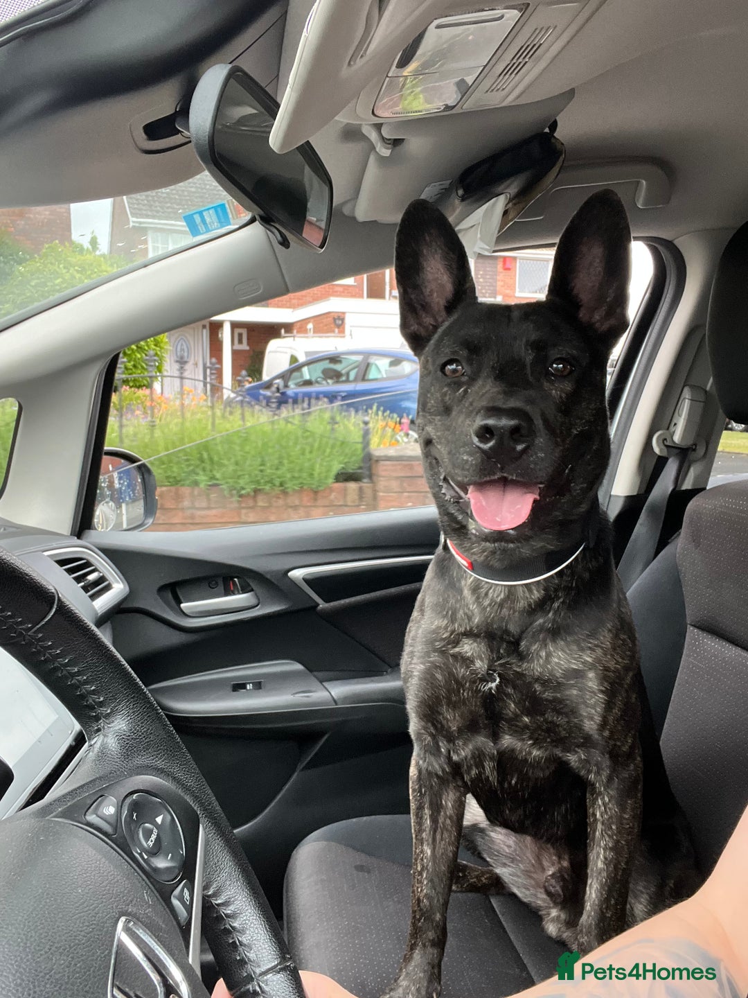 Mixed Breed dogs for sale: Bear - Staffy X German Shepherd - Image 21