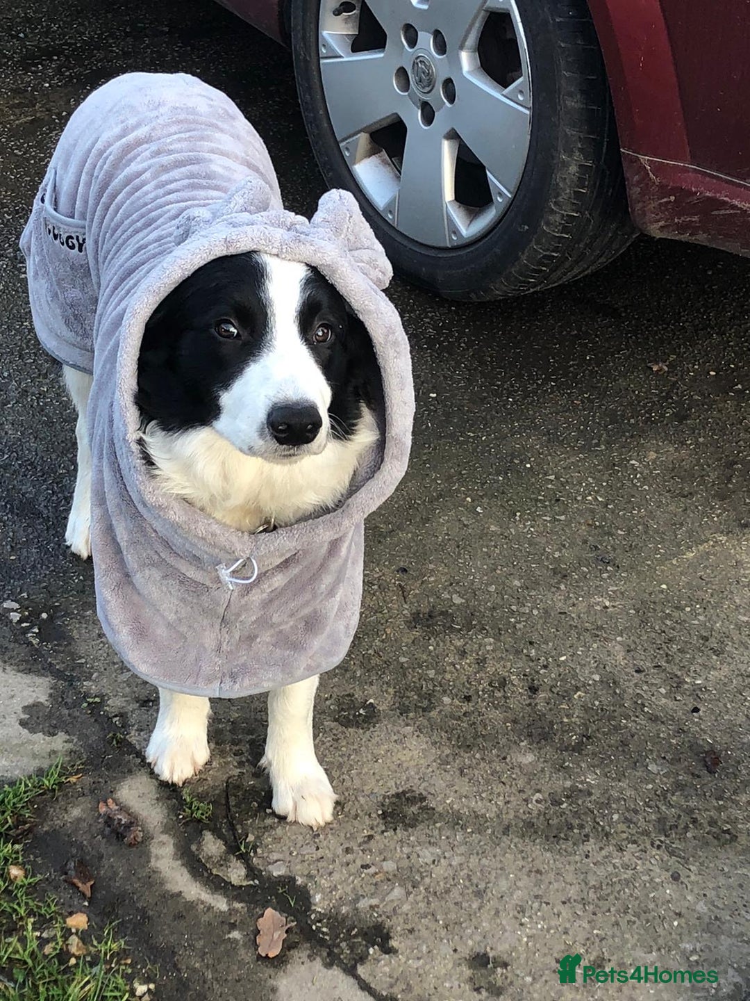 Border Collie dogs for sale: Last one boy ,rehome !International Champion line - Advert 2