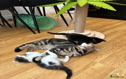 Mixed Breed cats for sale: Adorable mixed breed kittens for sale  - Image 11