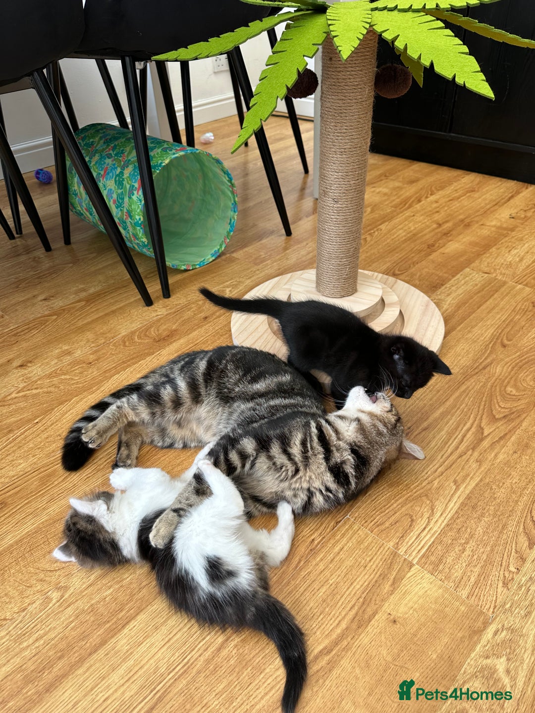 Mixed Breed cats for sale: Adorable mixed breed kittens for sale  - Image 11