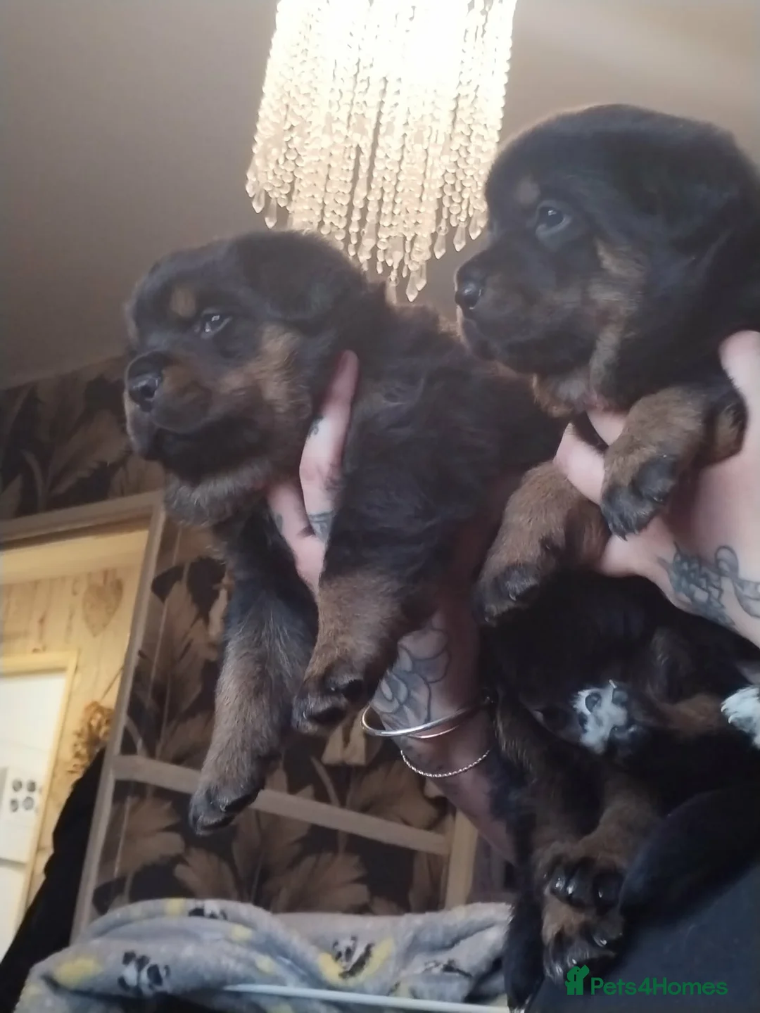 Rottweiler dogs for sale: Shepweiller puppies - Advert 2