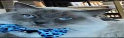 Ragdoll cats for sale:  Blue Ragdoll X Beautiful Fluffy Kittens  - Advert 8