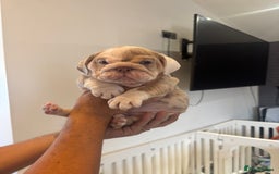 English Bulldog dogs for sale: English bulldog puppies  - Image 5
