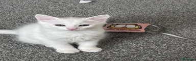 Turkish Angora 3