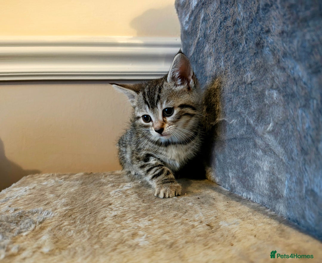 Mixed Breed cats for sale: Bengal Marble & British Shorthair  - Advert 11