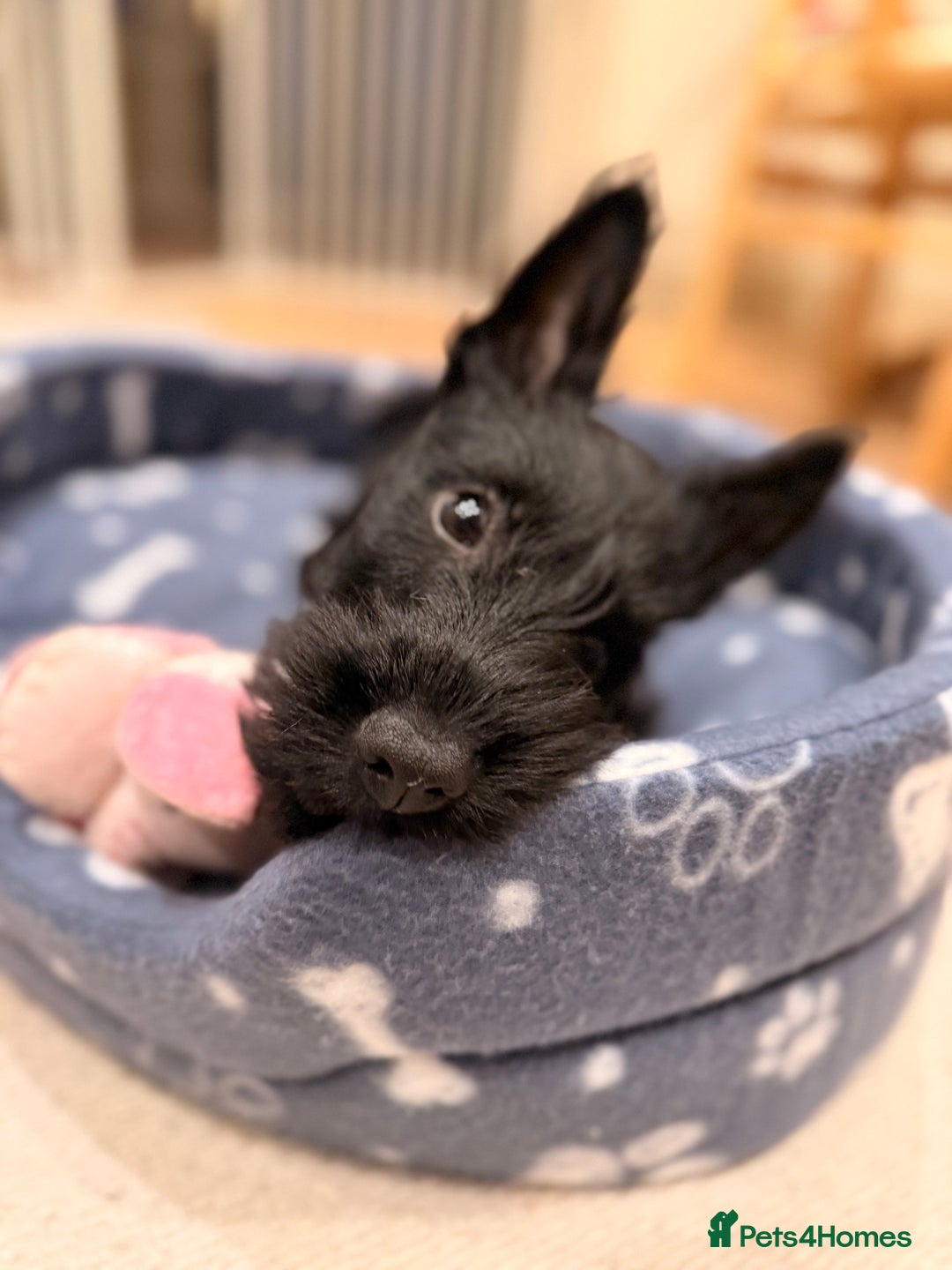 Scottish Terrier dogs for sale: 12 week old Scotty puppy bitch  - Advert 3