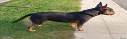 Bull Terrier dogs for sale: REAVAILABLE KC Reg English Bull Terrier Female - Advert 3