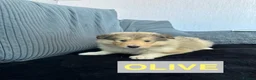 Rough Collie dogs for sale: KC Rough Collie Puppies Sable & White - Advert 5
