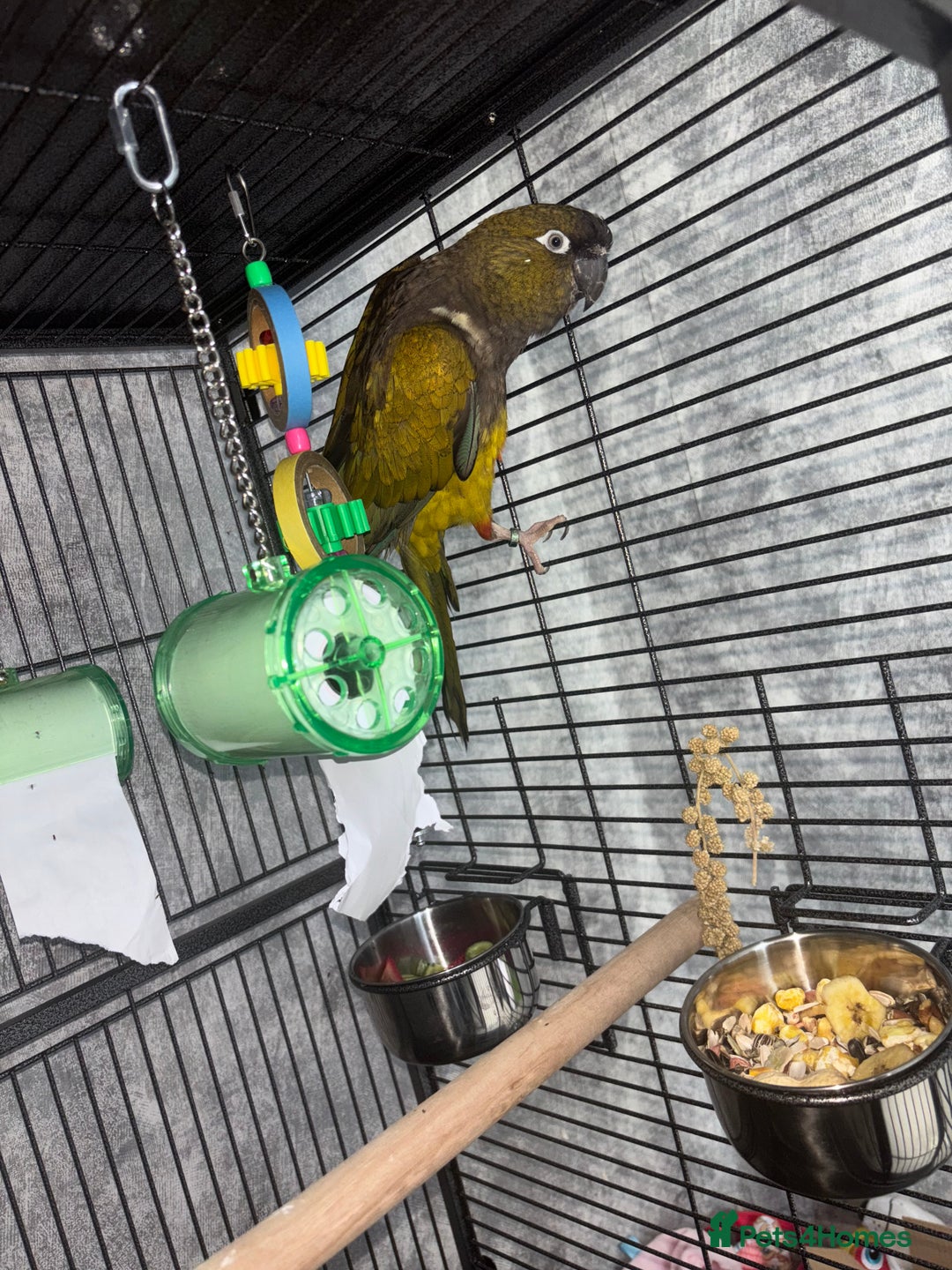 Conures birds for sale: Beautiful baby Patagonian conure - Image 7