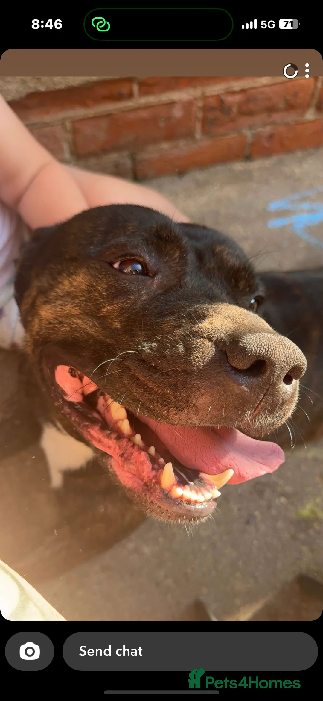 Mixed Breed dogs for sale: Staffordshire Bullterrier cross  - Advert 2