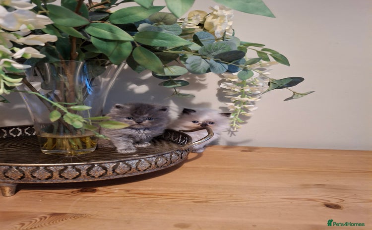 Persian cats - Advert 2