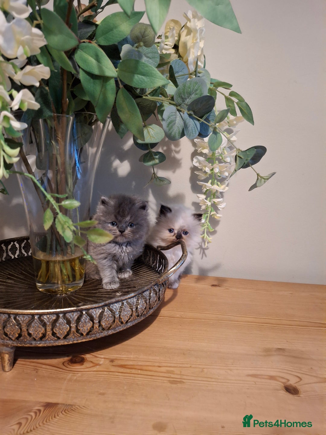 Persian cats for sale: Persian kittens - Image 1