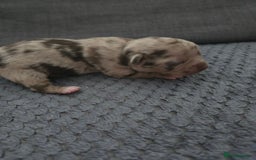 Chihuahua dogs for sale: Chihuahua  - Image 3