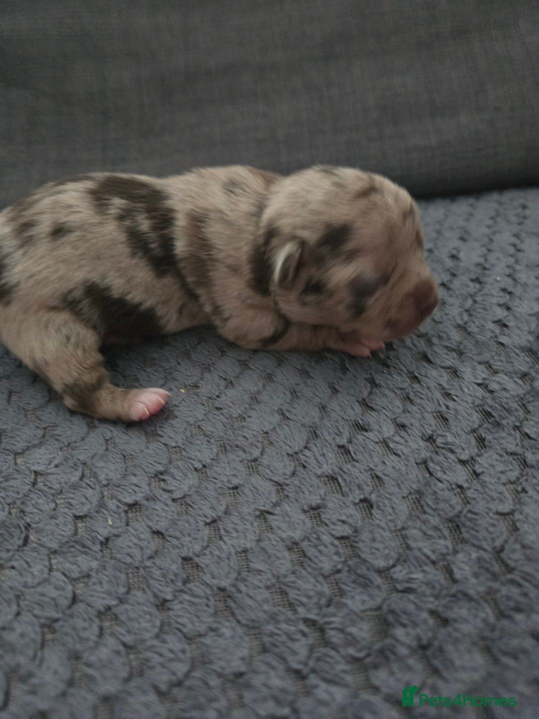 Chihuahua dogs for sale: Chihuahua  - Image 3