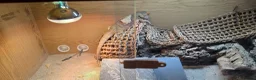 Bearded Dragon reptiles for sale: Thor adult bearded dragons with full viv set up in Cwmbran - Advert 3