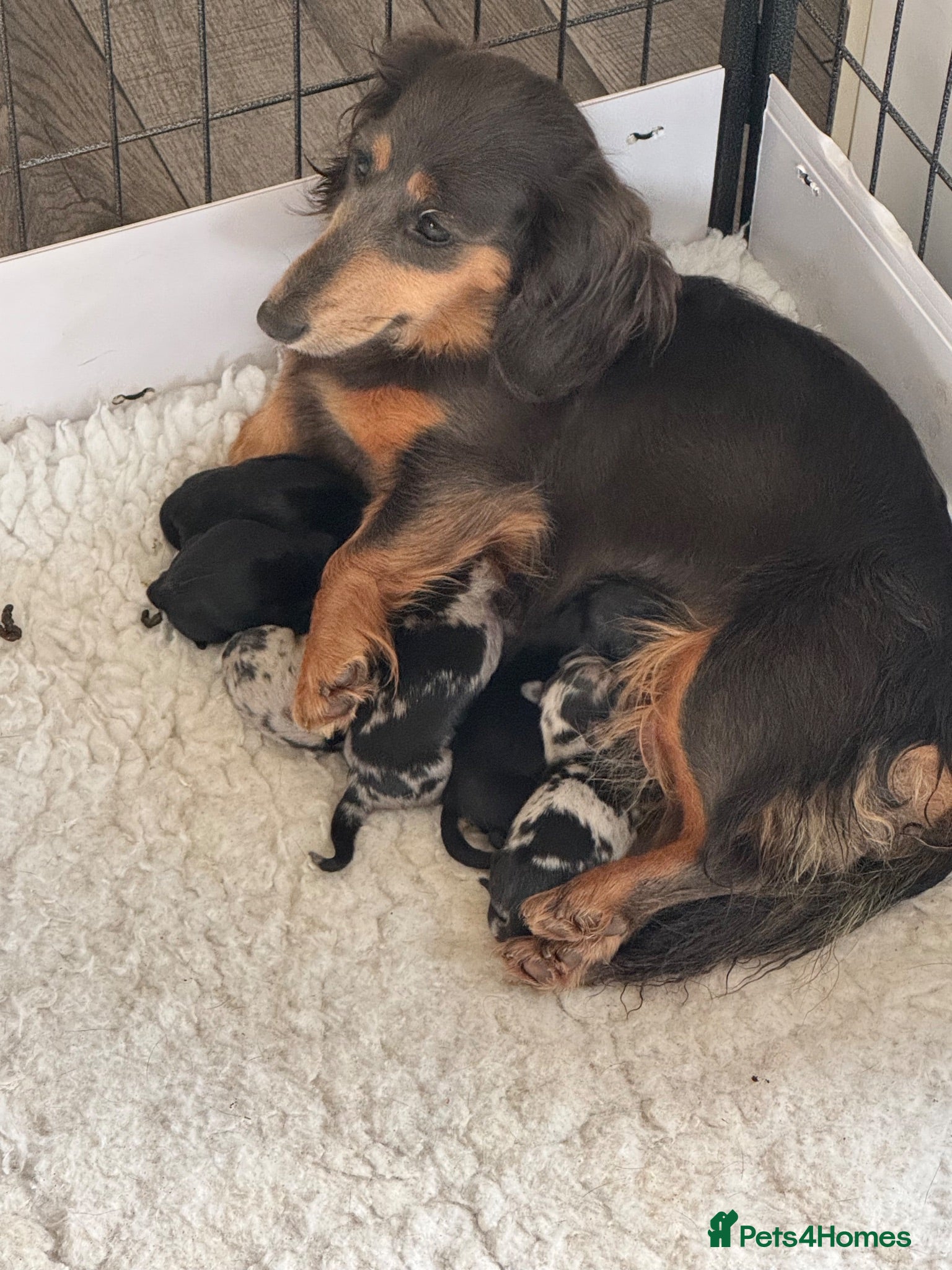 Miniature Dachshund dogs Miniature long haired dachshund puppy’s  - Advert 1