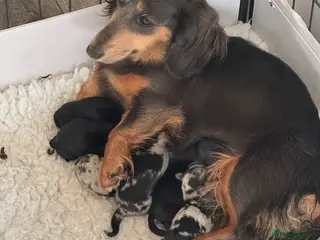 Miniature Dachshund dogs Miniature long haired dachshund puppy’s - Advert 1