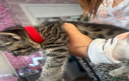 Bengal cats for sale: 3 bengal x cross kittens  - Image 9