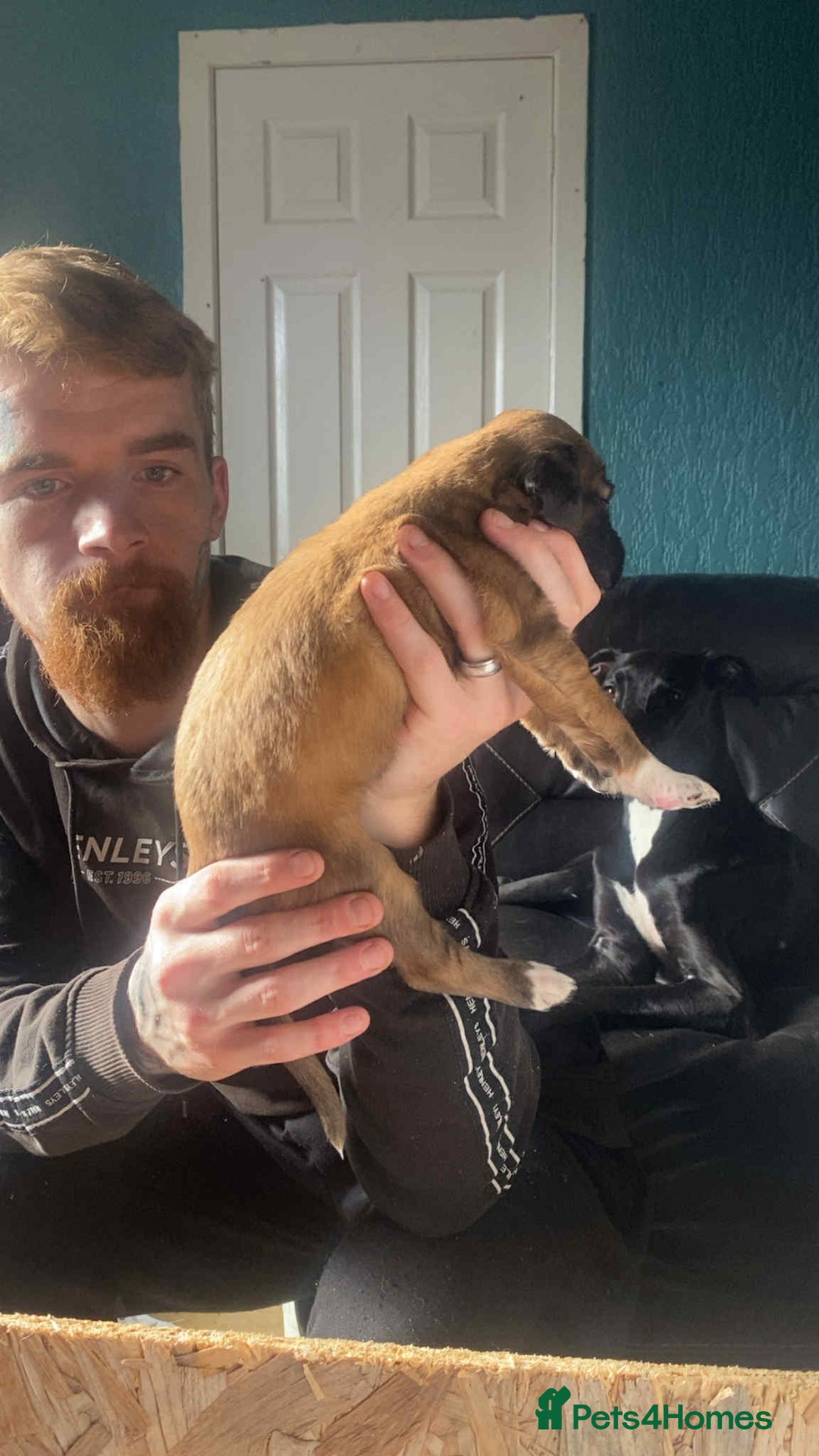 Mixed Breed dogs for sale: 3 tan girls remaining  - Image 13