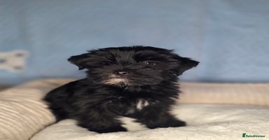 Yorkshire Terrier dogs - Advert 9
