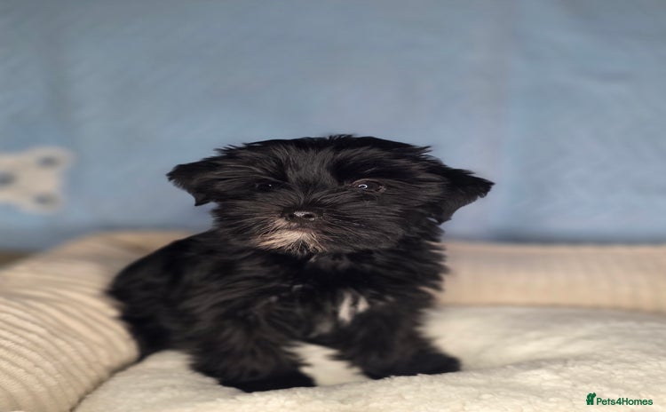 Yorkshire Terrier dogs - Advert 2