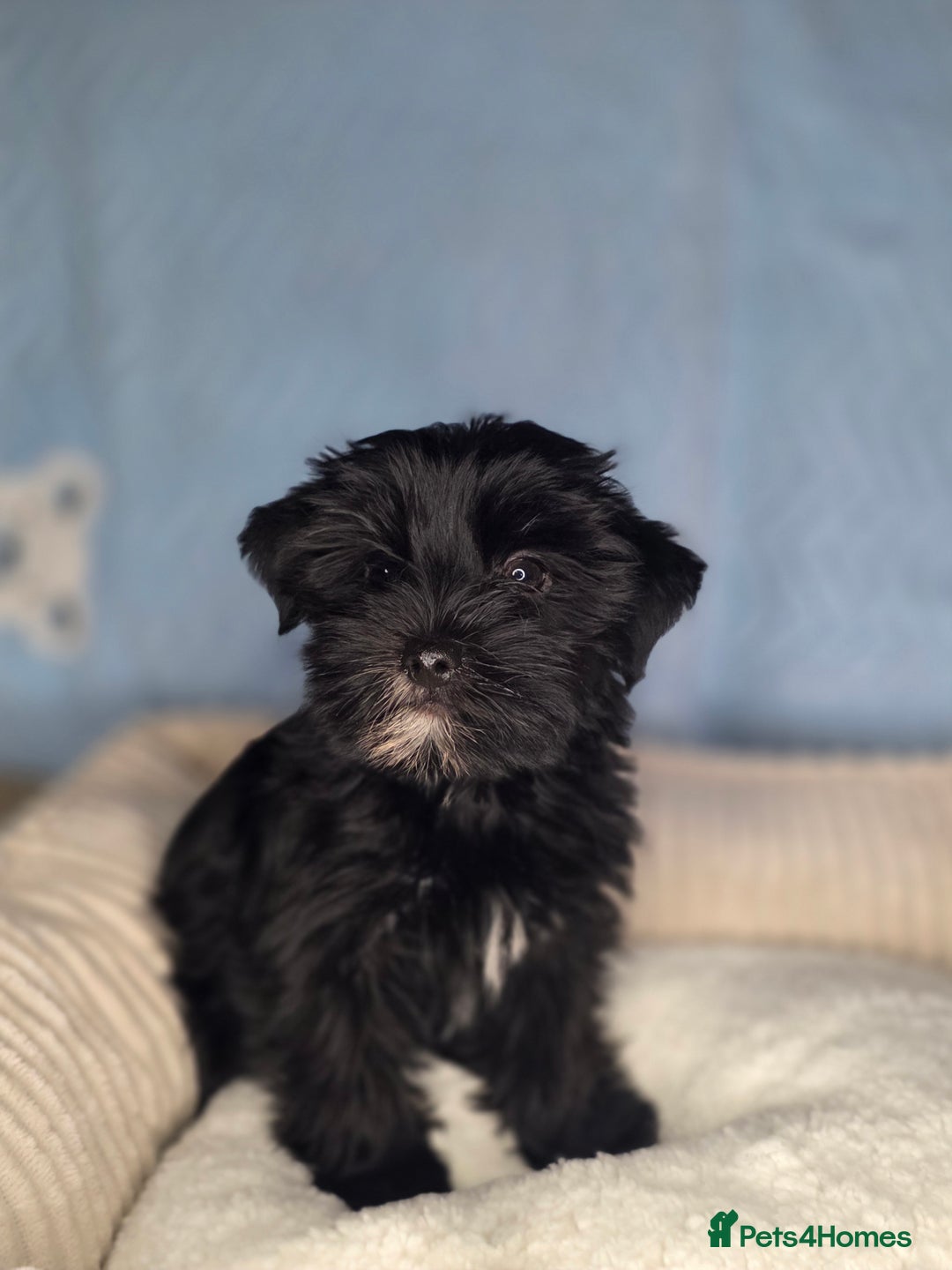 Yorkshire Terrier dogs for sale: Rare Black Yorkie 5-Gen Pedigree–£900–Ready Now 🐾 - Image 2