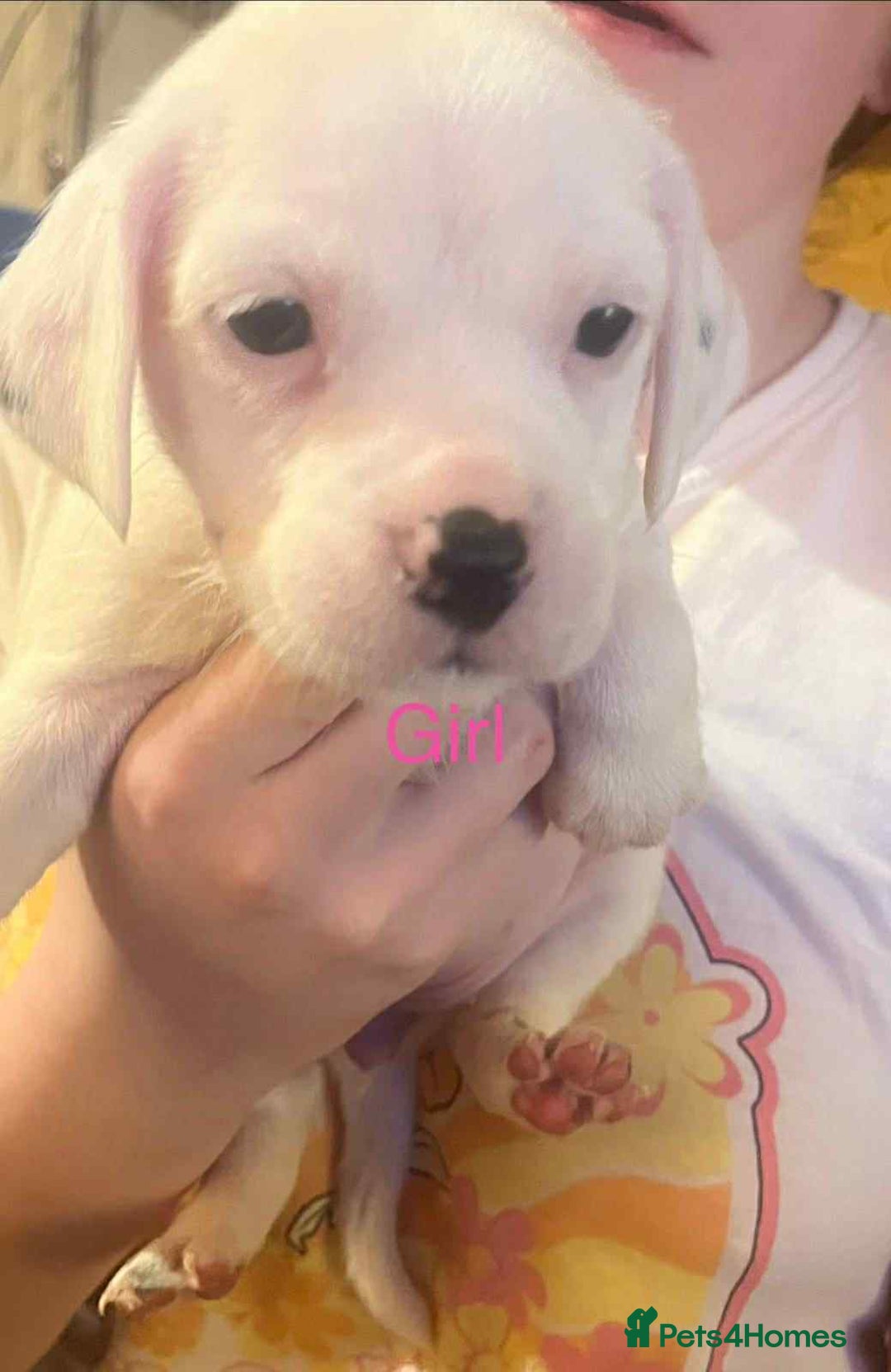 Mixed Breed dogs for sale: Adorable puppys - Advert 7