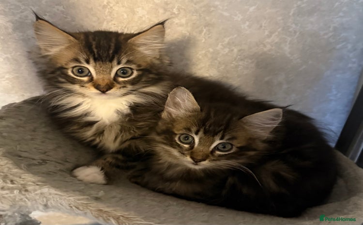 Maine Coon cats for sale - Advert 1