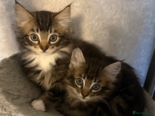 Maine Coon cats - Advert 10