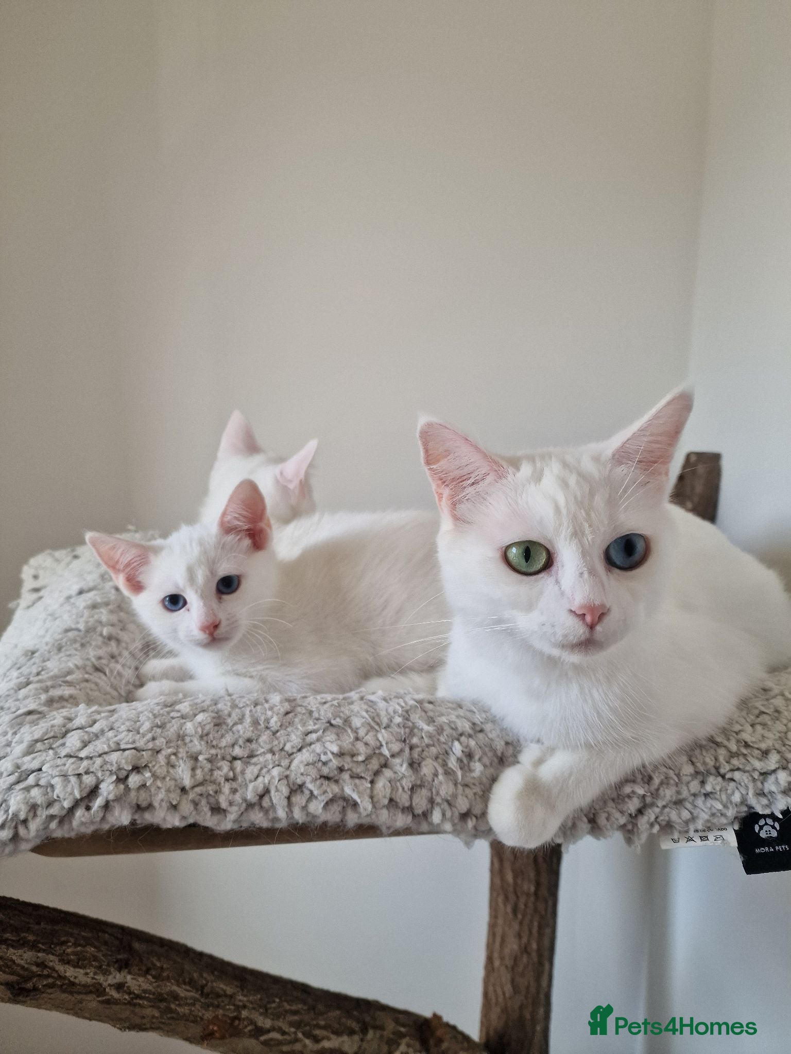 Mixed Breed cats Stunning White Blue-Eyed Male Kitten  - Advert 1