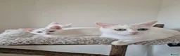 Mixed Breed cats for sale: Stunning White Blue-Eyed Male Kitten  - Advert 1