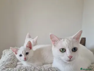 Mixed Breed cats Stunning White Blue-Eyed Male Kitten - Advert 3