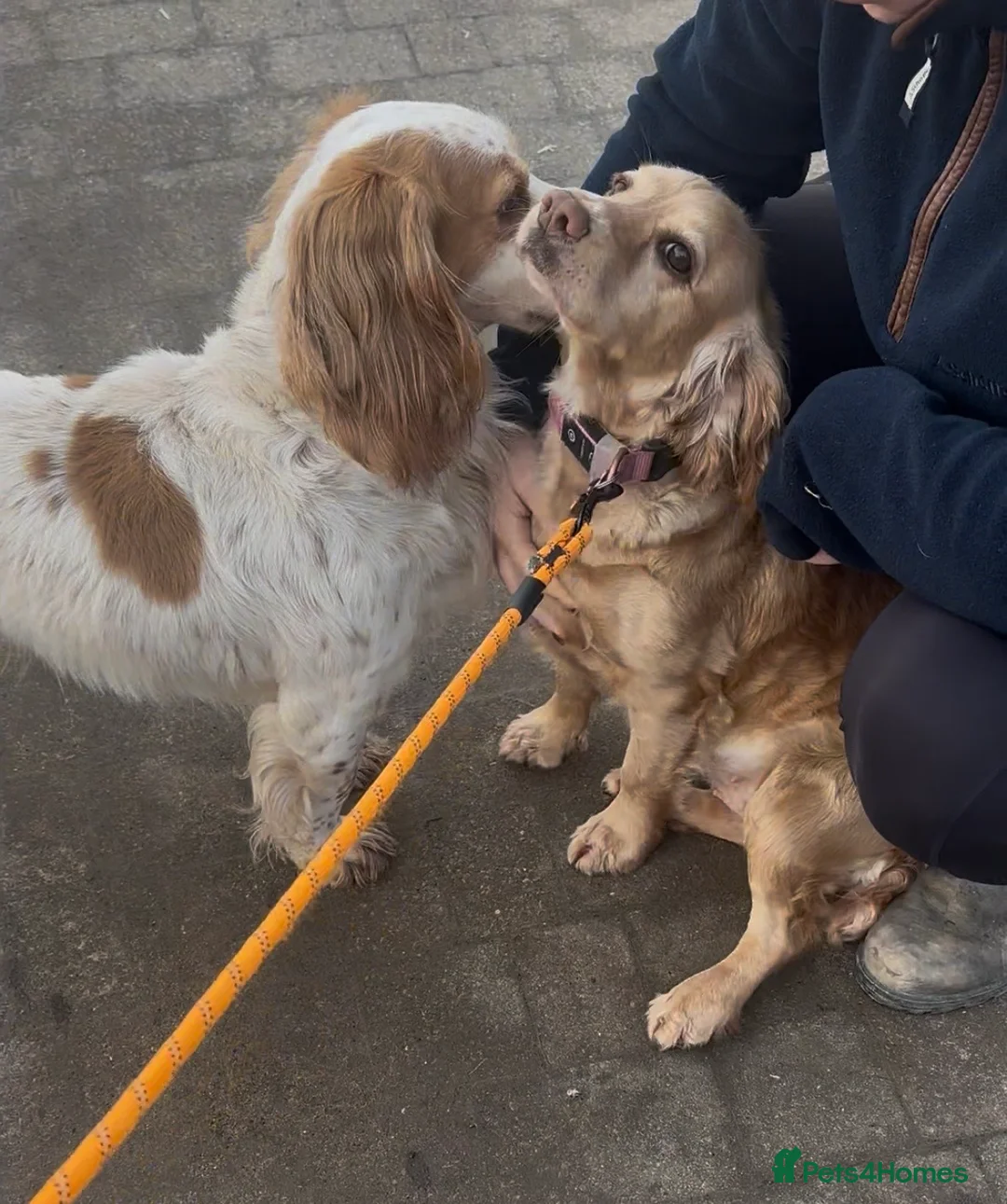 Cocker Spaniel dogs for sale: PRICE DROP KC registered working cocker spaniel - Advert 12