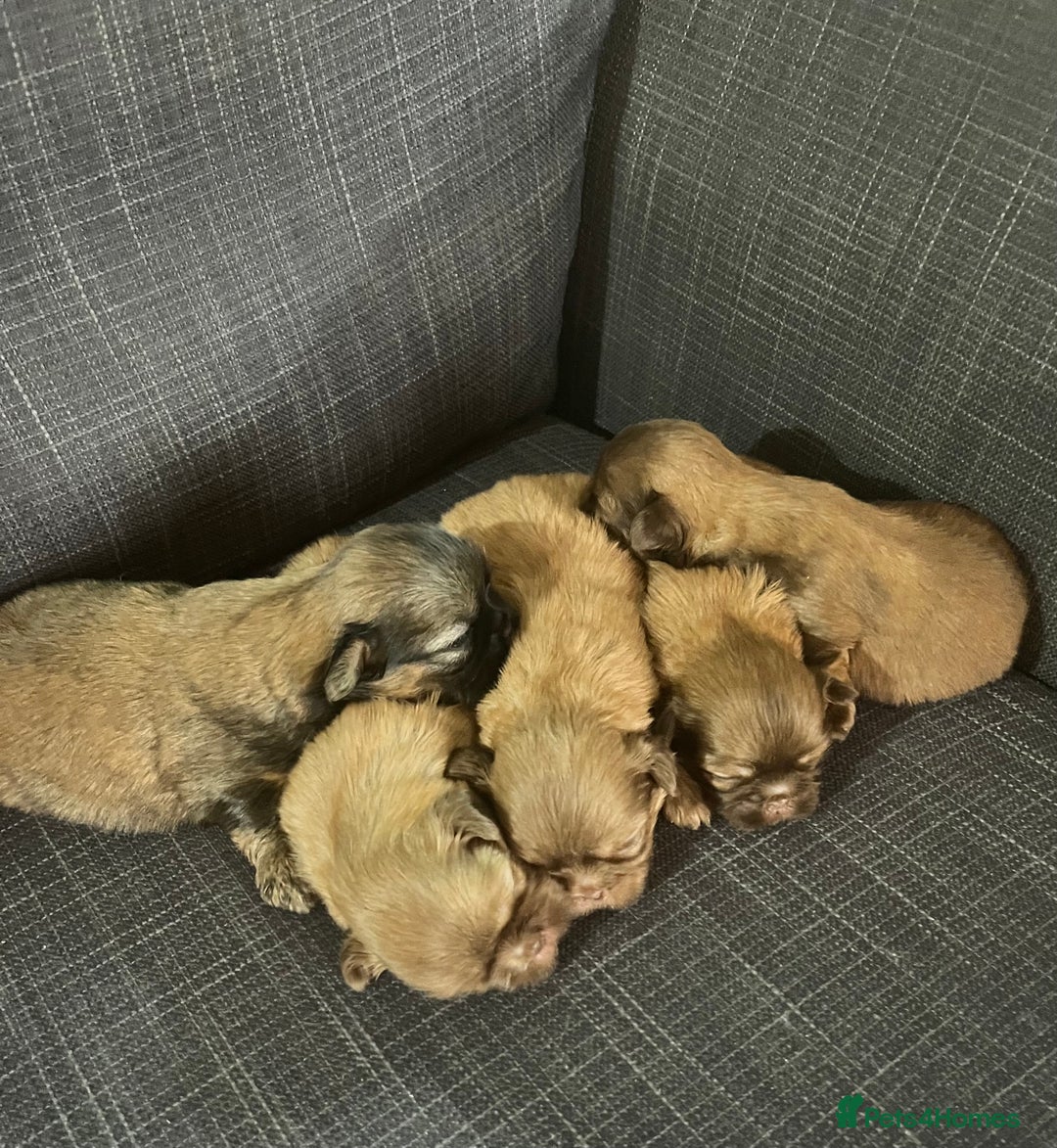 Shih Tzu dogs for sale: Beautiful litter or imperial Shih Tzu puppies  - Advert 3