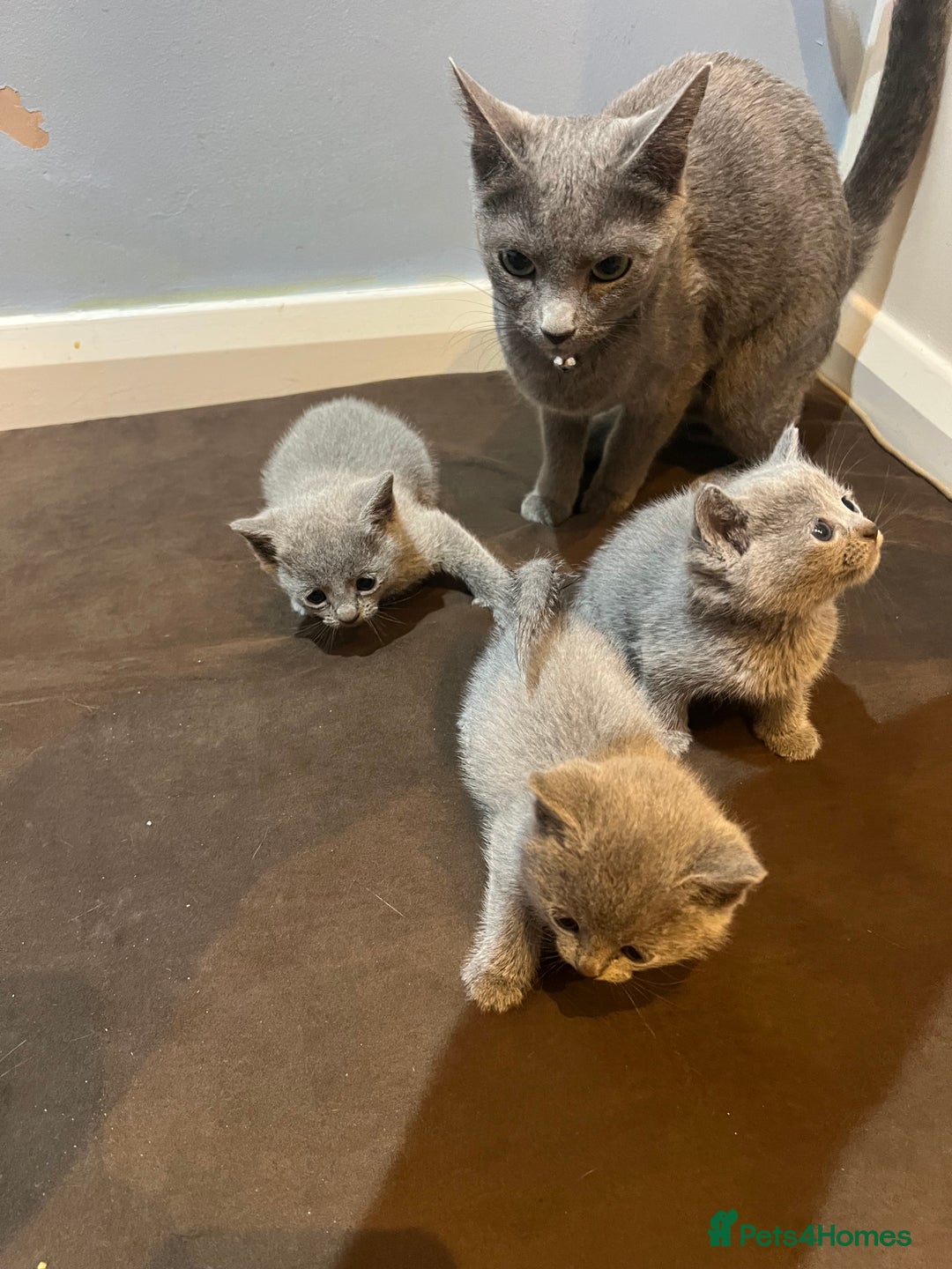 Russian Blue cats for sale: Adorable Russian blue kitten champion bloodline - Image 13