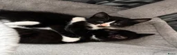 Mixed Breed cats for sale: 😻😻😻BEAUTIFUL KITTENS😻😻😻 - Advert 6